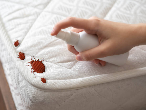 Trusted Baltimore, MD Pest Control Experts